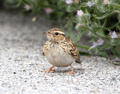 Wood Lark (Lullula arborea) Petrified forest road.