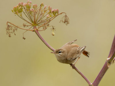 Rufous-Bush-Robin ( Cercotrichas galactotes ) Faneromeni Beach