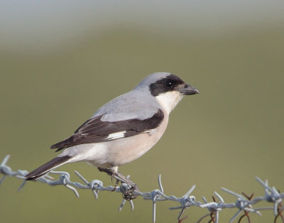 Lesser-Grey-Shrike ( Lanius minor ) Eftalou track.