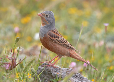 Cretzschmar's Bunting (Emberiza caesia) Meladia Valley.