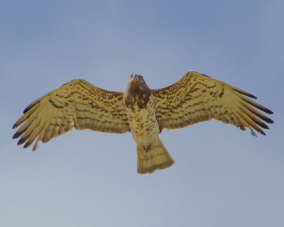 Short-toed (snake) Eagle (Circaetus gallicus) Eftalou