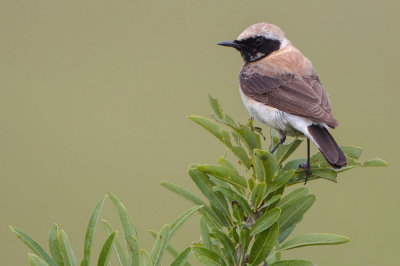 Black-eared-Wheatear.(Oenanthe hispanica) Eftalou to Skala Sikaminia track.