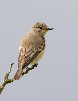 Spotted flycatcher (Muscicapa striata)