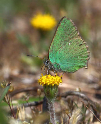 Green Hairstreak - Callophrys rubi