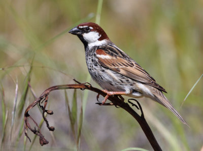 Spanish-Sparrow.-  (Passer hispaniolensis)