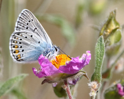 Amandas-Blue - Polyommatus amandus