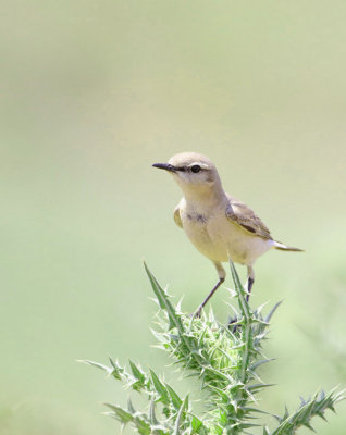 Isabelline Wheatear - Oenanthe isabellina