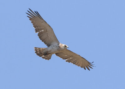 Short-toed-eagle - Circaetus gallicus