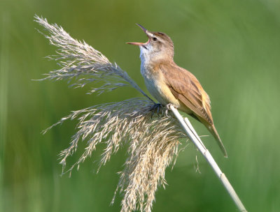 Great-reed-warbler - Acrocephalus arundinaceus