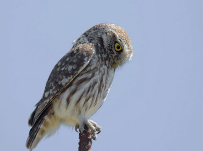 Little-owl - Athene noctua