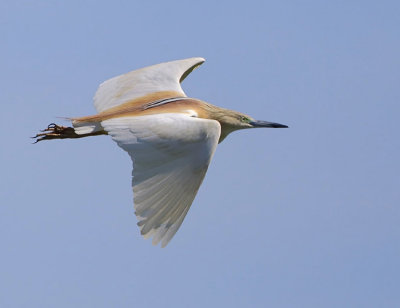 Squacco-heron - Ardeola ralloides