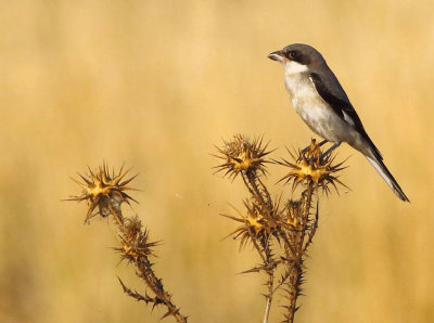 Lesser-grey-shrike - Lanius minor