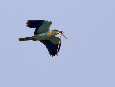 European Roller - Coracias garrulus