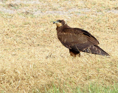 Marsh Harrier - Circus aeruginosus