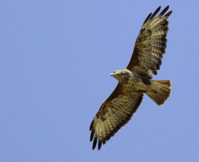 Common Buzzard - Buteo buteo