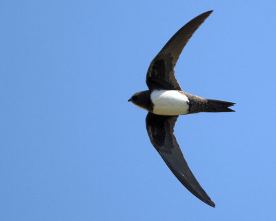 Alpine Swift - Tachymarptis melba 