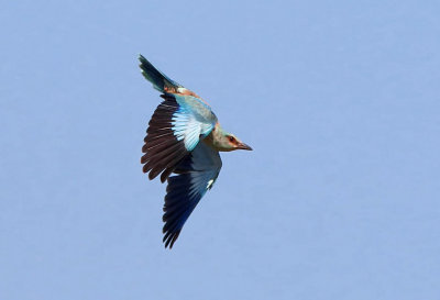 European Roller - Coracias garrulus