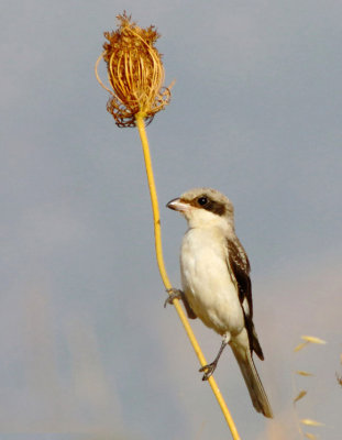 Lesser-grey-shrike - Lanius minor