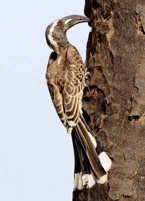 African Grey Hornbill - Tockus nasutus