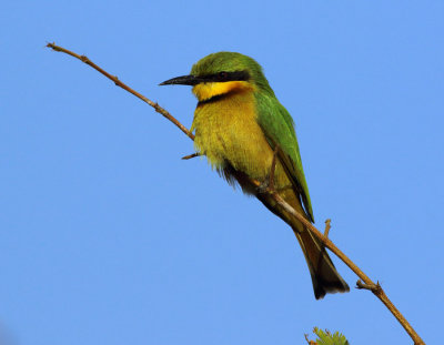 Little Bee-eater - Merops pussillus