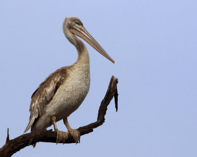Pink-backed Pelican - Pelecanus rufuscens