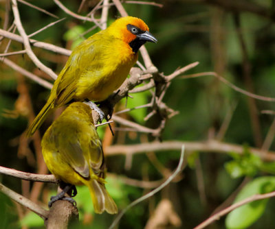 Black-necked Weaver - Ploceus nigricollis