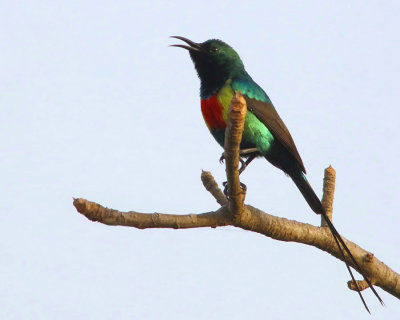 Beautiful Sunbird - Cinnyris pulchellus