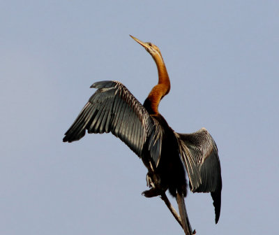 African Darter - Anhinga rufa