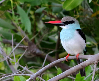 Blue-Breasted Kingfisher - Halcyon malimbica