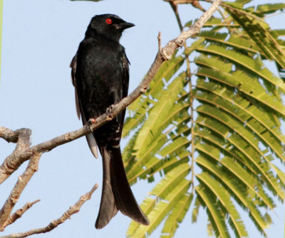 Fork-tailed Drongo - Dicrurus adsimilis