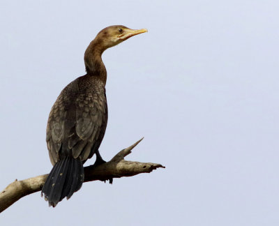 Long tailed cormorant - Phalacrocorax africanus