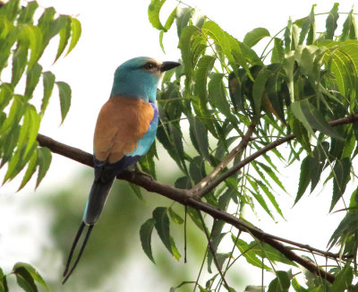 Abyssinian Roller - Coracias abyssinicus.