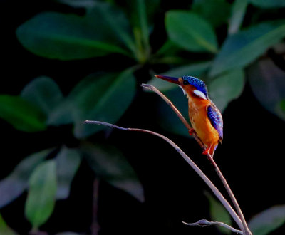 Malachite Kingfisher - Alcedo cristata