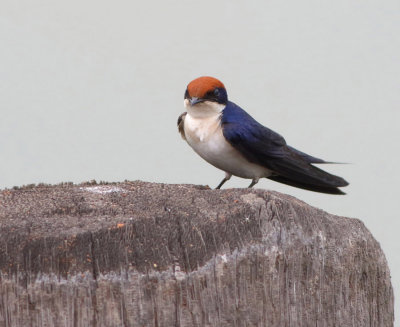 Wire tailed Swallow - Hirundo smithii