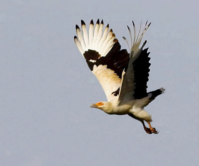 Palm-nut Vulture - Gypohierax angolensis