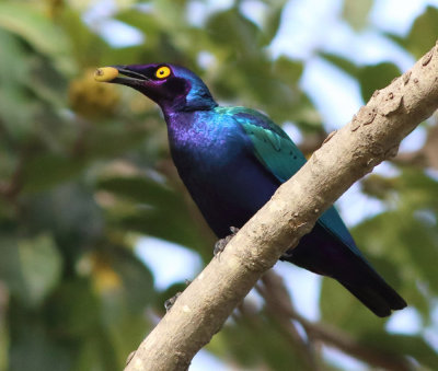 Purple Glossy Starling - Lamprotornis purpureus 