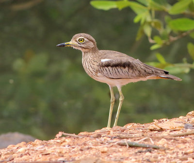Senegal thick-knee - Burhinus senegalensis