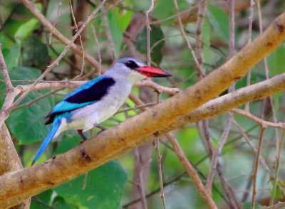 Woodland Kingfisher - Halcyon senegalensis