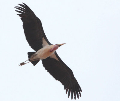 Marabou Stork - Leptoptilos-crumenifer
