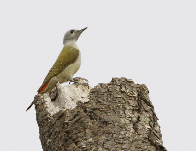 Grey-Woodpecker - Dendropicos geortae