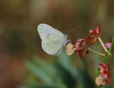 Wood White - Leptidea sinapis