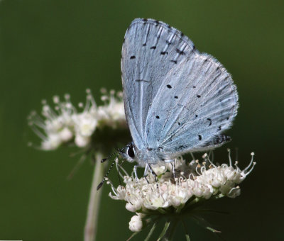 Holly Blue - Celastrina argiolus