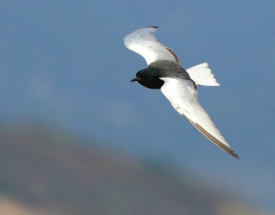 White-winged black tern - Chlidonias leucopterus