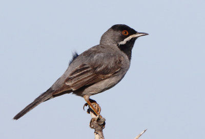 Ruppell;s Warbler - Sylvia ruppelli