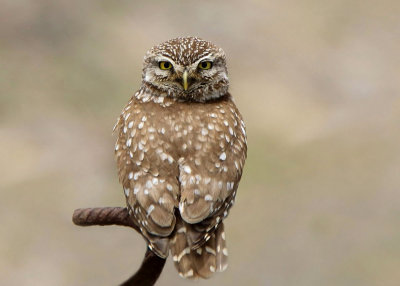 Little-Owl - Athene noctua
