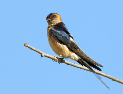 Red-rumped Swallow - Hirundo daurica