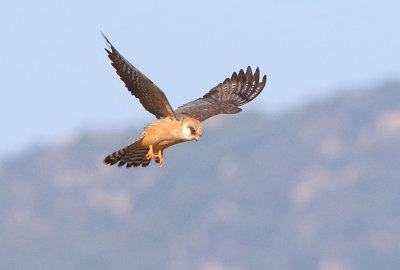 Red-footed Falcon - Falco vespertinus (female )