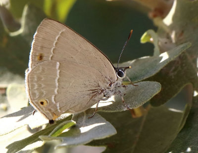 Purple Hairstreak - Quercusia quercus