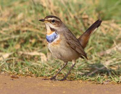 The bluethroat (Luscinia svecica) 