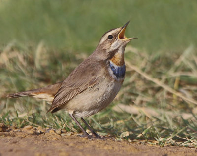 The bluethroat (Luscinia svecica) 